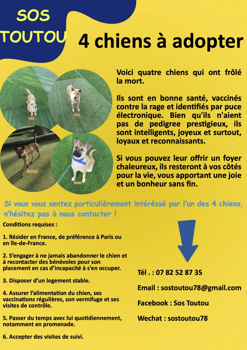 SOS TOUTOU 4 chiens  à adopter.jpg