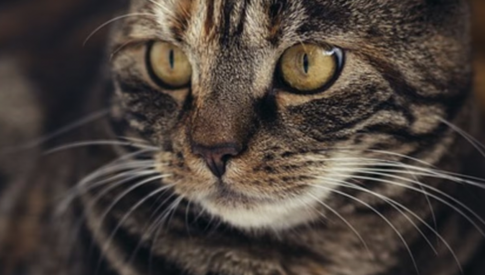 从突尼斯领养一只猫，法国男子差点被罚30万欧元