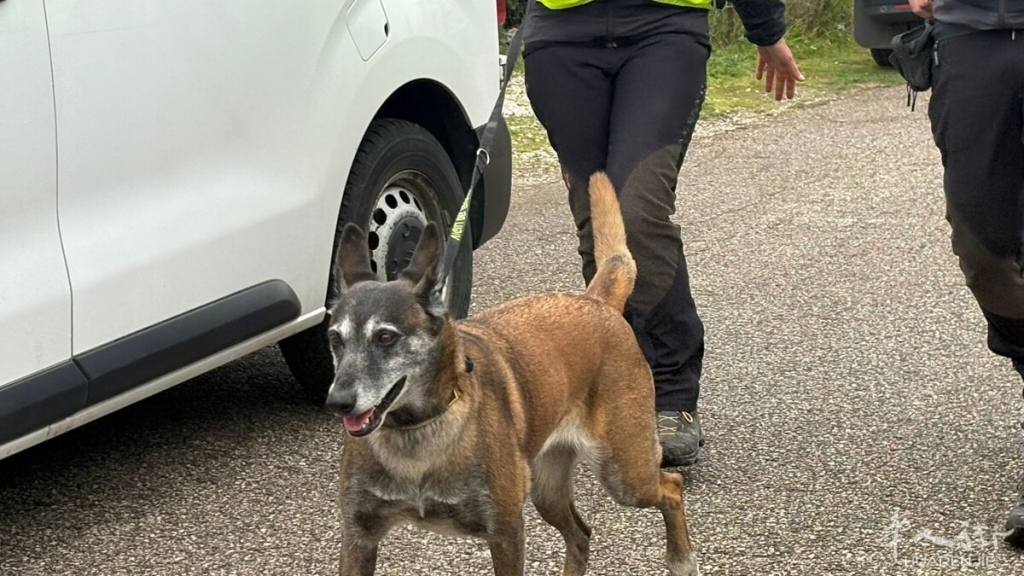 unità cinofile vvff piana del sole.jpeg