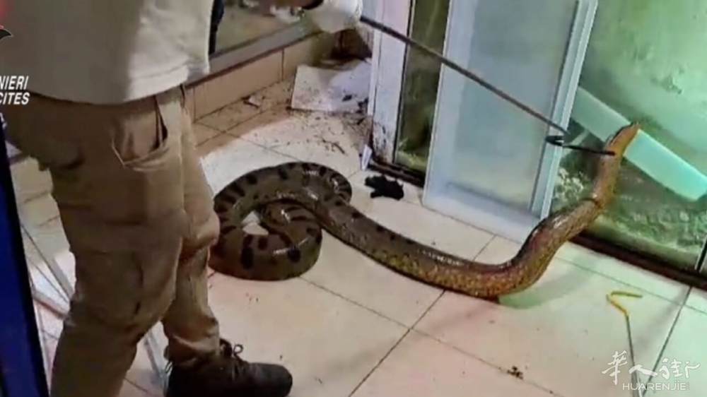 serpenti rettili sequestro sannicandro-2.jpg