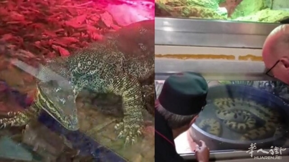 rettili palazzina bari carabinieri video.jpg