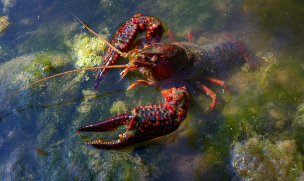 法国默兹省PFAS污染再升级：部分自来水禁饮、河中小龙虾禁食，渔业联合会正式报案 ...