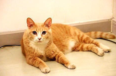 法国阿格德：65岁女子因爱猫多次闯入邻居家，再被判向邻居支付100欧元 ...