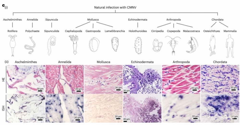 Cosa infetta il covert mortality nodavirus.jpg