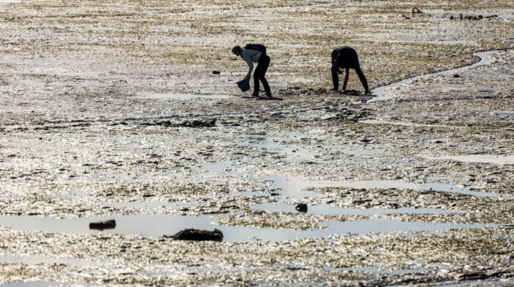 法国迎来4月“大潮”周末：看海、赶海虽美，官方提醒别只顾拍照忽视风险 ...