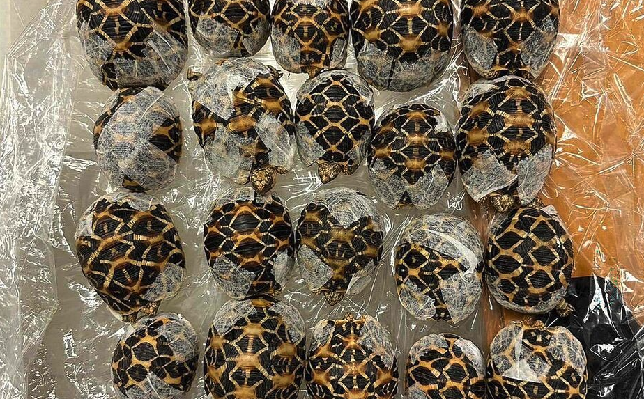 台湾女子曼谷机场被捕：30只受保护乌龟藏在衣服下，准备带回台北