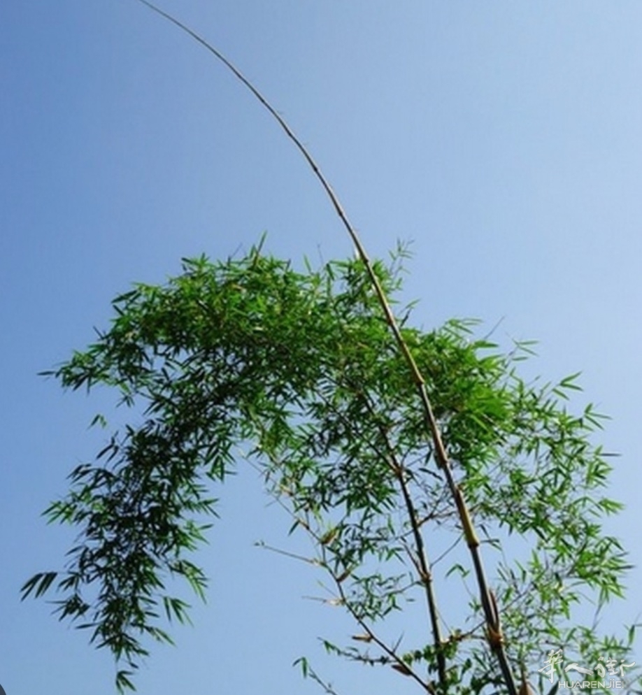 picture.jpg