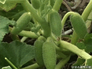 0 (1).gif