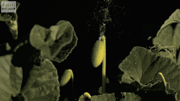 0.gif