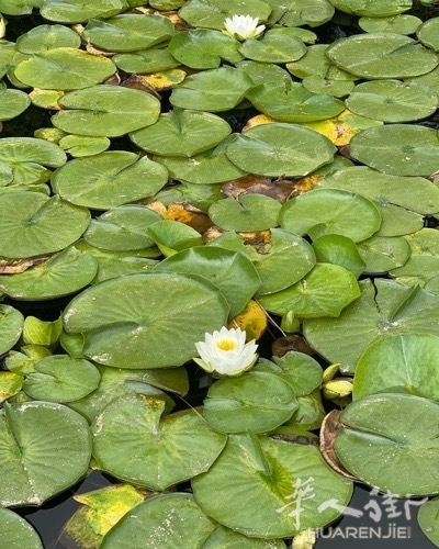 picture.jpg