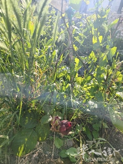 picture.jpg