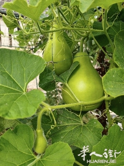picture.jpg