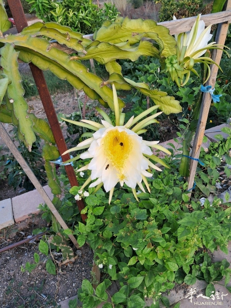 picture.jpg