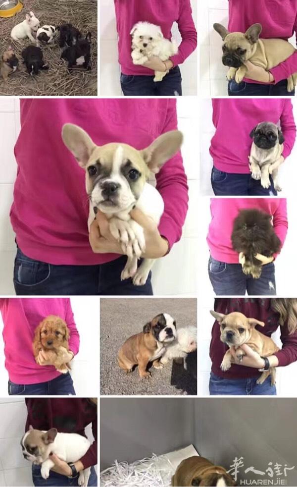 现货幼犬，沙皮，松狮，卡斯罗，哈士奇，秋田，斯洛伐
