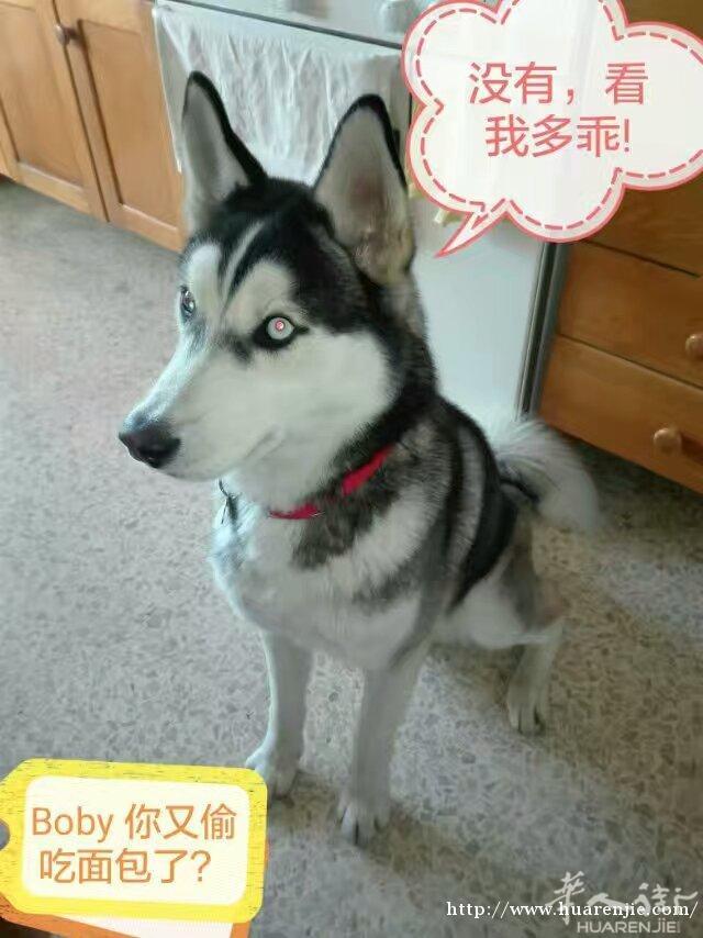 好房分租或搭铺