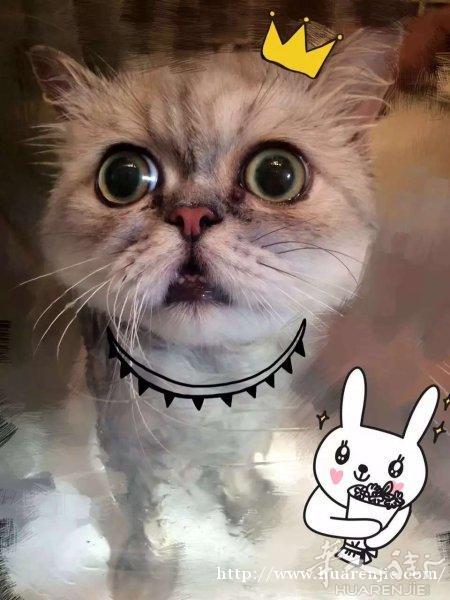 金吉拉猫咪出售