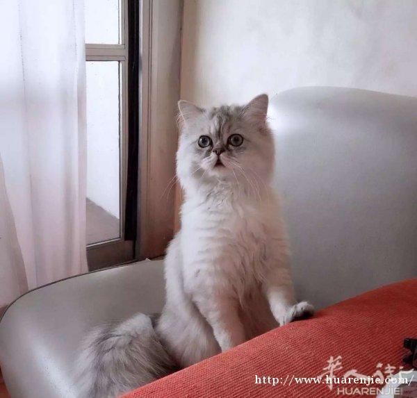 金吉拉公猫转