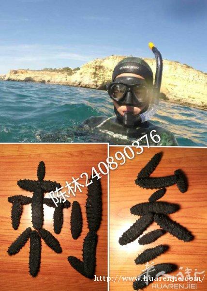 葡萄牙陈林野生刺参