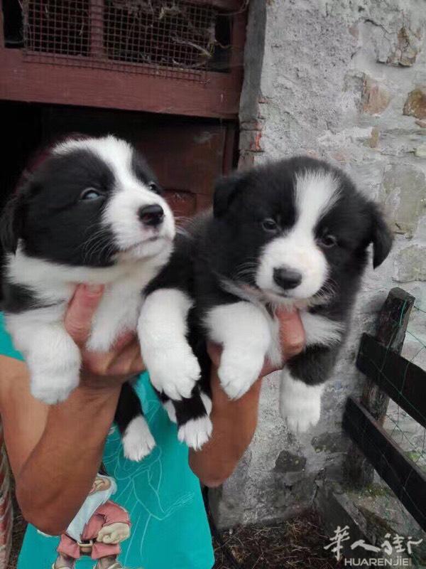 意大利出售各种 🌹纯种 幼犬 🌹 哈士奇、柴犬