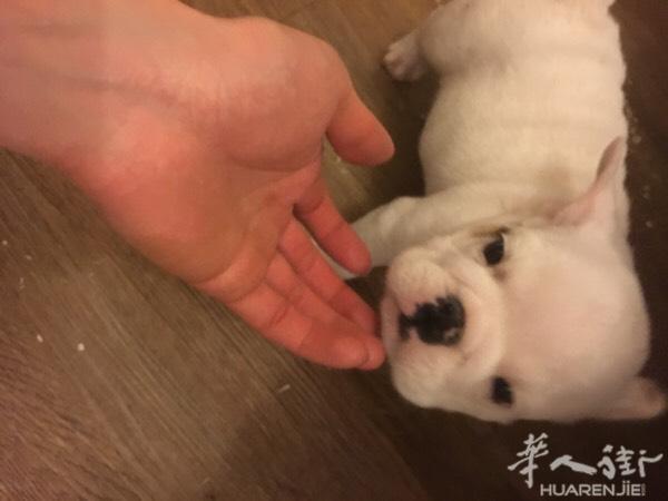 白色 和棕黄色 英斗 价格美丽 ，速联系 微信ma
