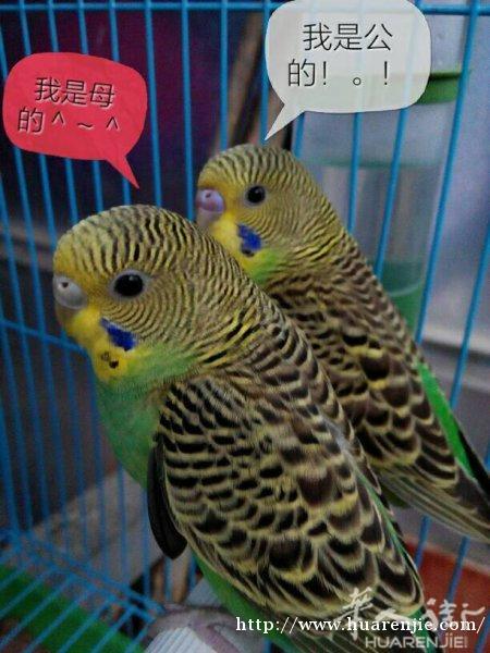 出售各种鹦鹉
