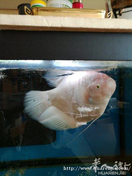卖鱼送120CM鱼缸