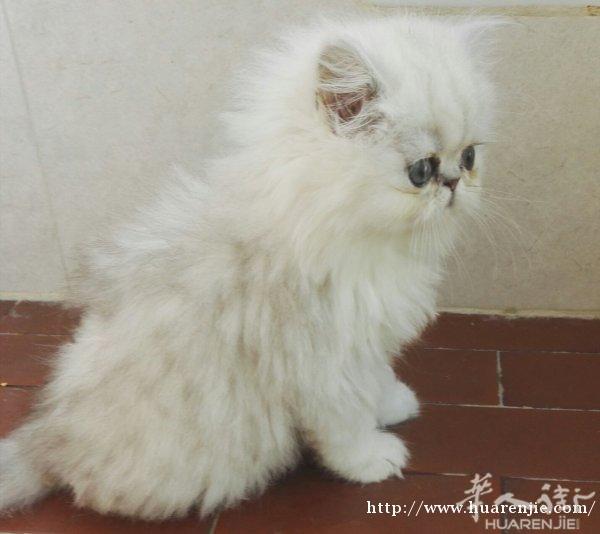 纯种金吉拉猫预定中