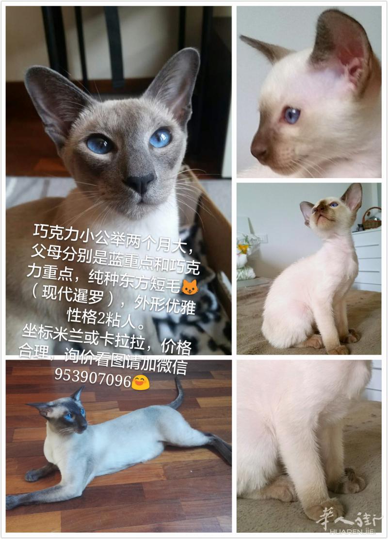 东方短毛猫（现代暹罗宝宝）接受预定