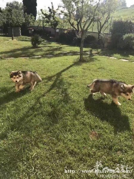 现货柯基幼犬，阿拉斯加