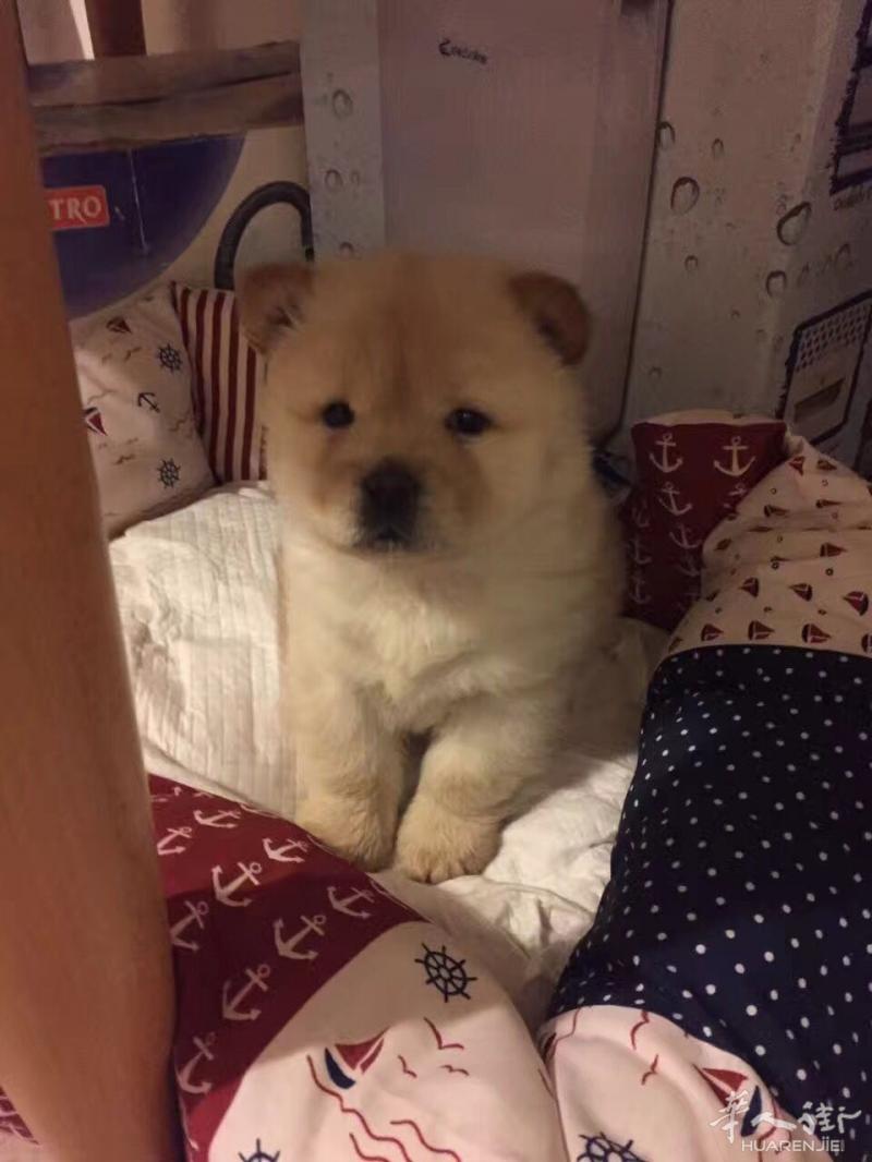 本人出售一头 超级可爱3个月的CHOW CHOW 颜色 BIANCA CREMA