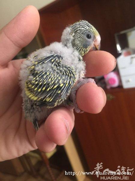 出售鹦鹉虎皮