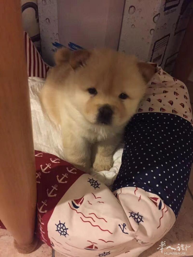 本人出售一头CHOW CHOW 三个月多疫苗芯片都打好了