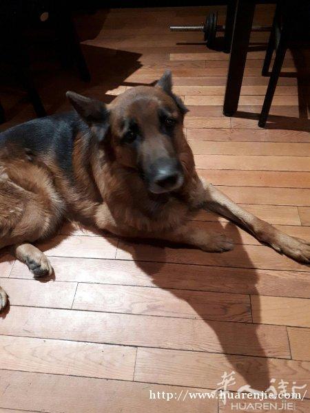 berge allemand 纯种德国牧羊犬