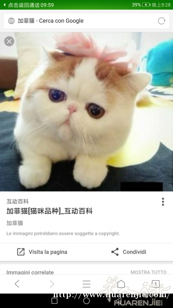 求购加菲猫！！！