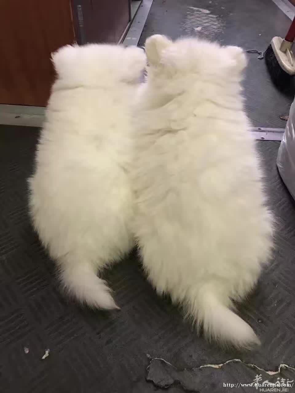 出售两只银狐犬，一公一母