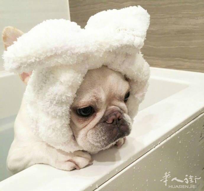 求购一只mini马尔济斯犬