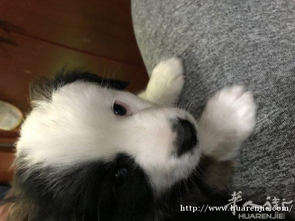 澳牧，公，两个月蓝色阴阳眼