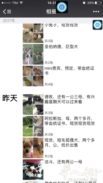 出售各种纯种狗猫其他小动物