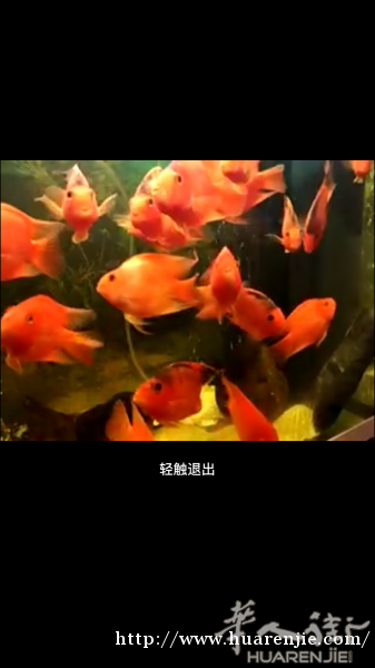 出售红鹦鹉鱼