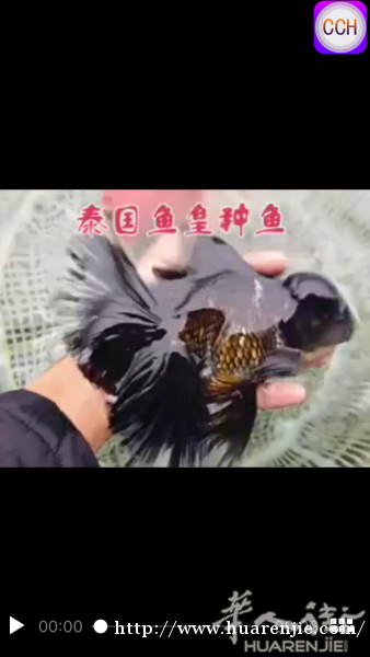 出售一只鱼皇泰狮苗7c m