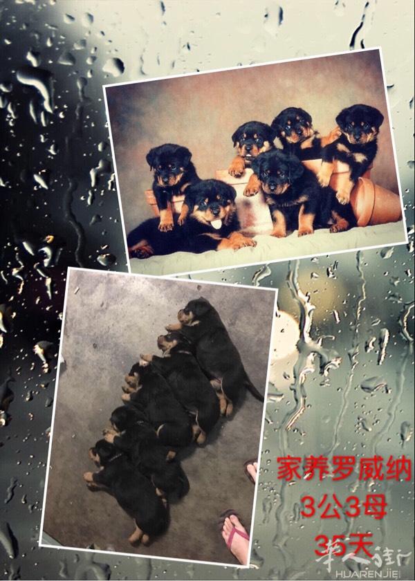 出售家养罗威纳幼犬 先到先挑 坐标prato