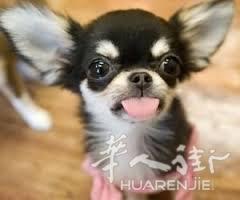 吉娃娃求代养