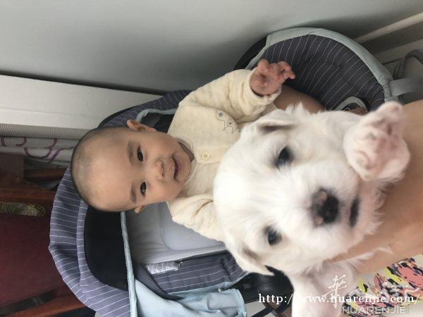 出售纯种比熊宝宝