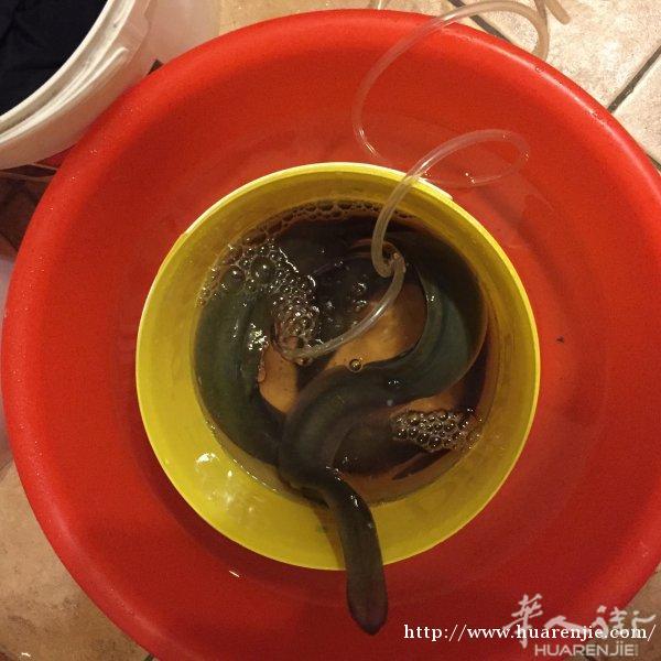 出售野生鳗鱼