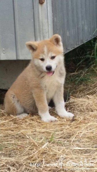 秋田犬，带血统证书，三母