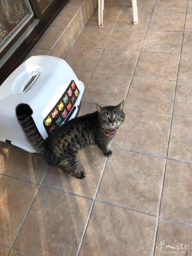 免费送猫咪一只