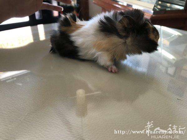 两只长毛豚鼠
