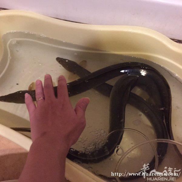 出生野生鳗鱼