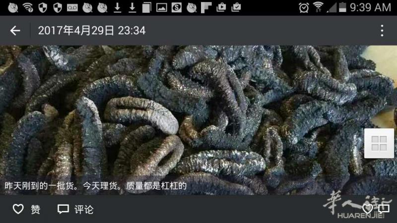 出售地中海海参、冰岛红极参