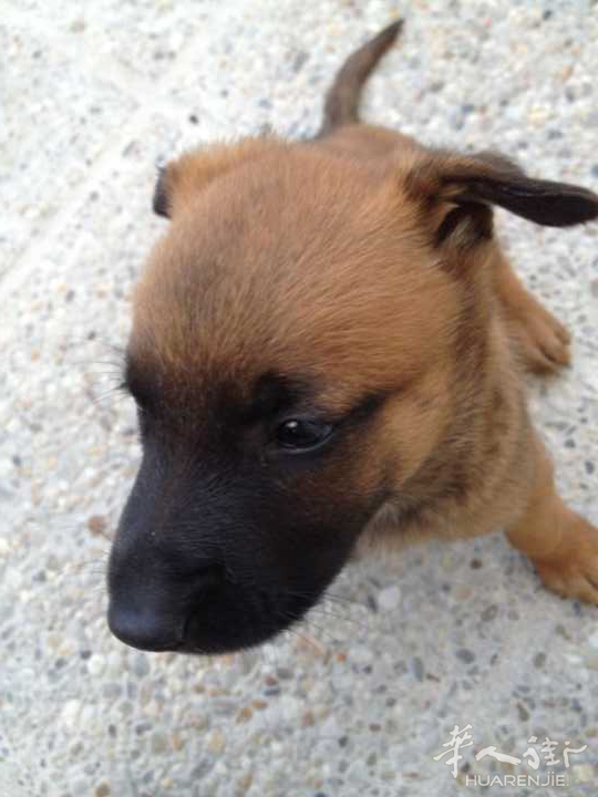 出售马犬两只，刚刚满月